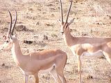 Parco Tsavo East 9